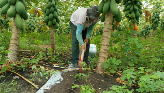 Técnico prepara a tira de alumínio em área com plantação (Foto: Isabel Cristina)