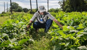 Agricultor sentado em meio à plantação de feijão, tocando as plantas (Foto: Jr. Panela/UFC)
