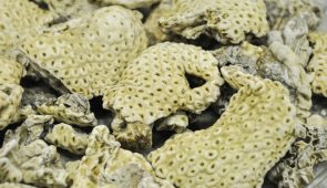 Imagem de alga de coloração amarela, uma das fontes de extração das lectinas (Foto: Ribamar Neto/UFC)