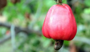 Close em um caju vermelho, pendurado no galho, com um fundo verde de folhas em segundo plano (Foto: Banco de Imagens Pixabay)