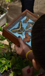 Visitante segura quadro com espécimes de borboletas (Foto: Acervo Conhecendo a Extensão)