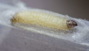 Hospedeiro de Trichogramma criado no Laboratório de Entomologia Aplicada (Foto: Viktor Braga/UFC)