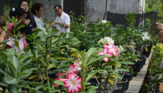 Plantas no orquidário, com visitantes ao fundo (Foto: Filipe Pereira/Conhecendo a Extensão)