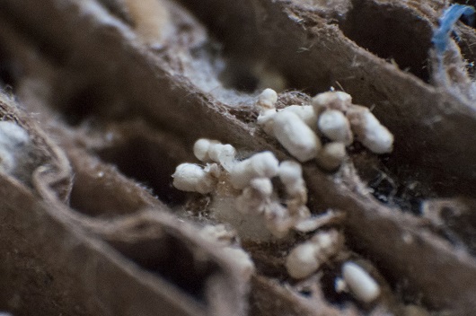 Larvas de Trichogramma (Foto: Viktor Braga/UFC))