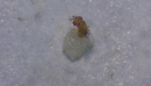Vespa Trichogramma (Foto: Acervo LEA/UFC)
