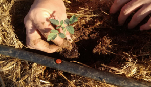 Sistema de irrigação por gotejamento, com solo com cobertura de bagana (Divulgação)