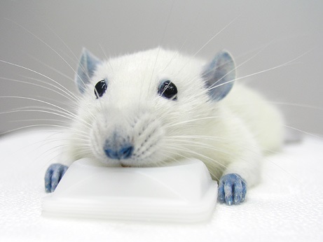 Rato com patas e orelhas azuis: efeito colateral do BBG (Imagem: Takahiro Takano/University of Rochester Medical Center)
