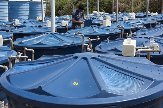 Tanques azuis e fechados de carcinicultura em um ambiente aberto (Foto: Jr. Panela/UFC)