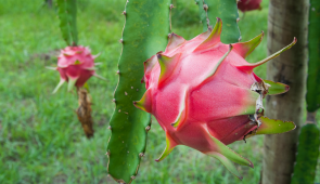 Plantação de pitaia, com fruta em primeiro plano (Foto: Ribamar Neto/UFC)