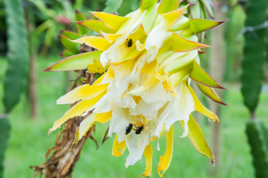 Abelhas passeiam em flor da pitaia (Foto: Ribamar Neto/UFC)