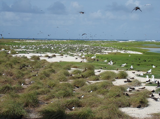 Abundância de aves na ilha do Cemitério, maior ilha arenosa do Atol das Rocas. Nesta ilha se localiza estação científica (Foto: Divulgação/Marcelo Soares)