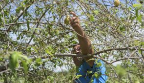Agricultor colhendo goiaba (Foto: Viktor Braga/UFC)