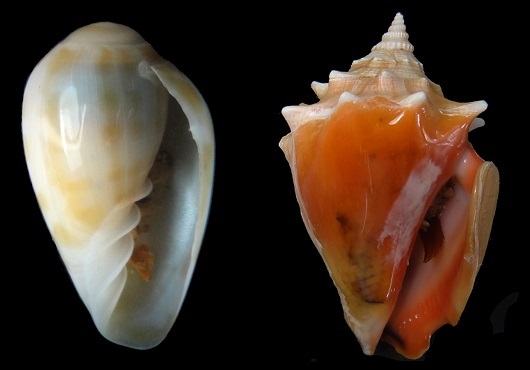 Duas espécies de moluscos gastrópodes registradas pela pesquisa: Bullata analuciae (à esquerda) e Strombus pugillis (Foto: Cristiane Xerez Barroso)