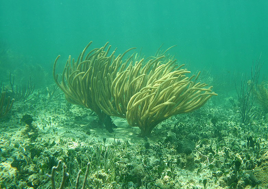 Imagem de gorgônias no fundo do mar (Foto: Reprodução)