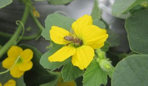Abelha coletando néctar de uma flor hermafrodita de um meloeiro do tipo cantaloupe (Foto: Grupo de Pesquisas com Abelhas/UFC)