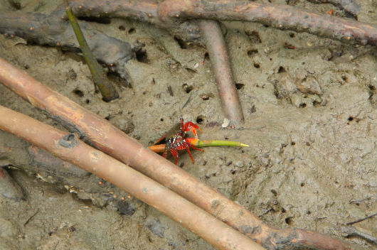 Caranguejo se alimentando de propágulo da espécie Rhizophora mangle (Foto: Alexander Ferreira/LABOMAR)