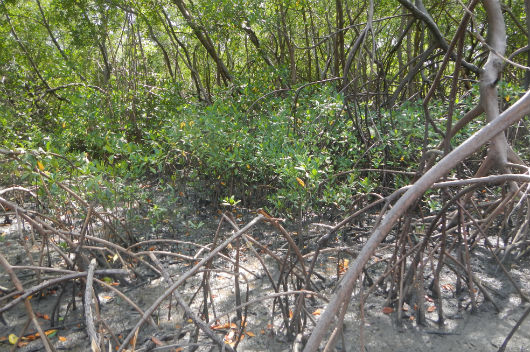 Bosque de Rhizophora mangle (Foto: Alexander Ferreira/LABOMAR)