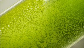 Microalgas dentro de um equipamento com água (Foto: Ribamar Neto/UFC)