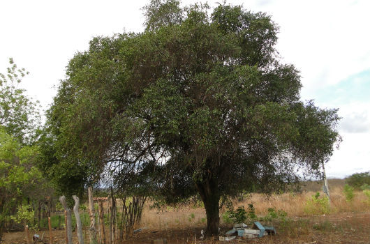 Árvore quixaba, em meio à vegetação da Caatinga (Foto: Pedro Everson de Aquino)