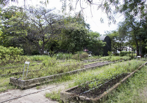 Vista panorâmica do Horto de Plantas Medicinais da UFC (Foto: Ribamar Neto/UFC)