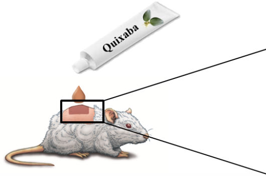 Desenho que simula a aplicação do creme à base de quixaba no tecido epitelial de um camundongo (Imagem: Abel Alencar)